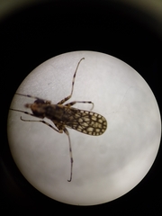 Neriidae