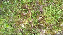 Erigeron vernus