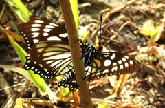 Euripus nyctelius