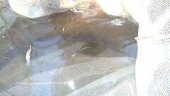 Salmo marmoratus