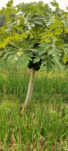 Papaya