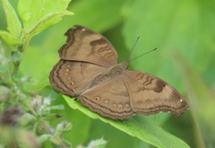 Junonia iphita
