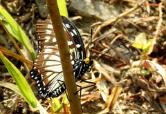 Euripus nyctelius