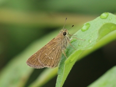 Pelopidas mathias