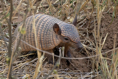 Chaetophractus vellerosus