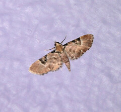 Eupithecia carellia