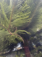 Araucaria columnaris