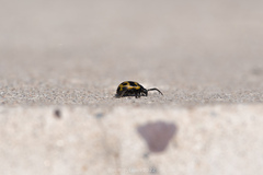 Gallerucida bifasciata