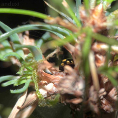 Coccinula quatuordecimpustulata