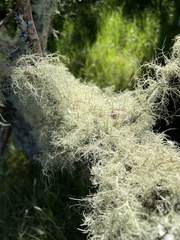 Usnea strigosa