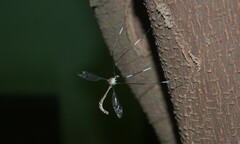 Leptotarsus