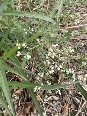 Parthenium