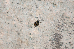 Gallerucida bifasciata