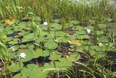 Nymphaea alba