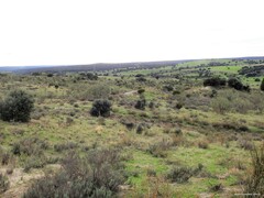 Lavandula pedunculata