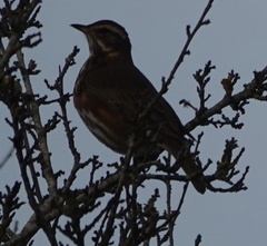 Turdus iliacus