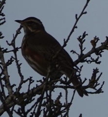Turdus iliacus
