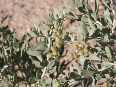 Nitraria roborowskii