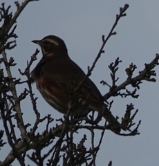 Turdus iliacus