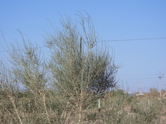 Haloxylon ammodendron