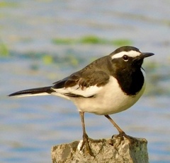 Motacilla maderaspatensis