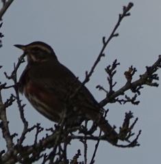 Turdus iliacus