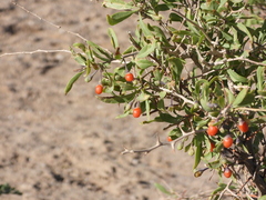 Lycium dasystemum