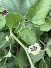 Physalis cinerascens