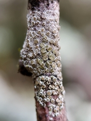 Lecanora