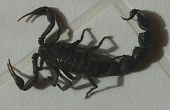 Androctonus mauritanicus