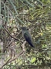 Eupetomena cirrochloris