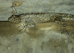 Tropidurus spinulosus
