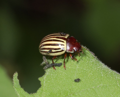 Doryphorina