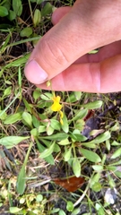 Utricularia juncea