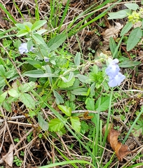 Salvia azurea