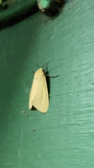 Pareuchaetes insulata