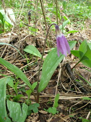 Erythronium sibiricum
