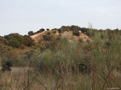 Quercus rotundifolia
