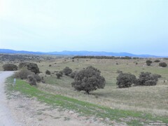 Quercus rotundifolia