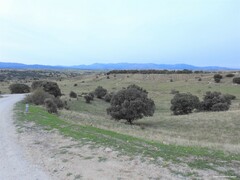 Quercus rotundifolia