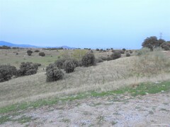 Quercus rotundifolia