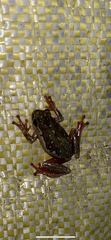 Hyperolius marmoratus marmoratus