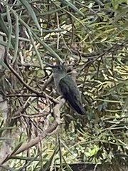 Eupetomena cirrochloris