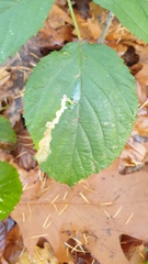 Coptotriche marginea