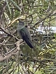 Eupetomena cirrochloris