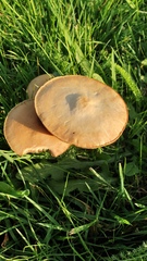 Agrocybe praecox