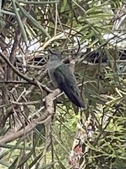 Eupetomena cirrochloris