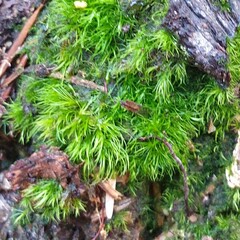 Dicranella heteromalla