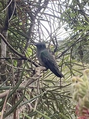 Eupetomena cirrochloris