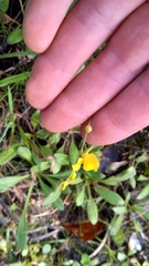 Utricularia juncea